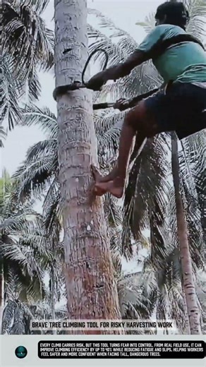 Brave Tree Climbing tool for risky harvesting work #tools