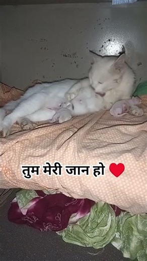 11 जुलाई 2025