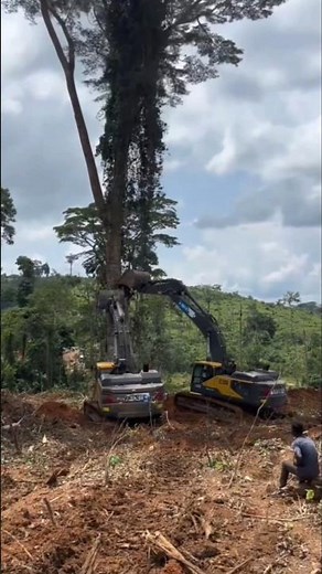 How to use a backhoe to cut down a large tree #backhoe #cutting trees #shorts