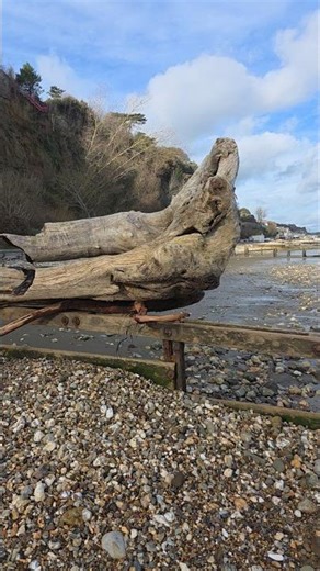 20260212 Iow 12 Drift Wood on beach Shanklin