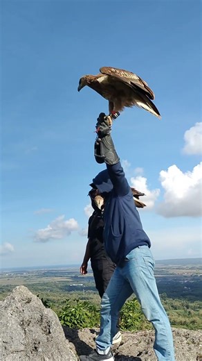 Sea eagle above the hill. #animal #eagle #explore