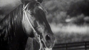 Fury · Serie im Stream online ansehen, alle Anbieter und News