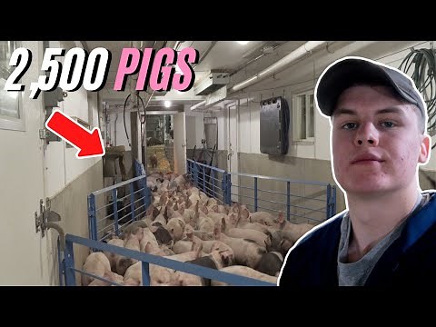 Loading Out 2,500 Pigs In One Day