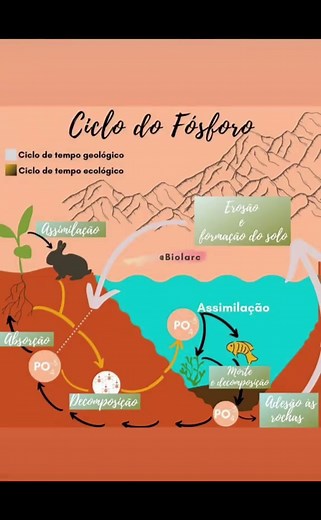 Ciclo del Fósforo: Entendiendo sus Fases Clave