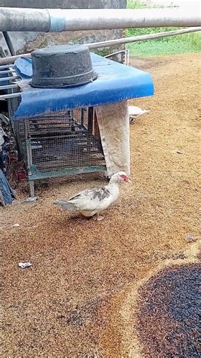 So Cute 2! Muscovy Ducks 🦆 Backyard Farm Stories