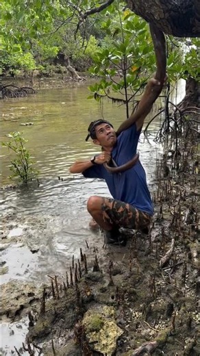 Giant Eel Spotted in Mangrove Swamp 😱🐟 | Unbelievable Wildlife Encounter