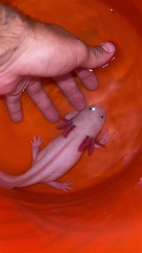 Are Axolotls Aggressive? Exploring Axolotl Bites