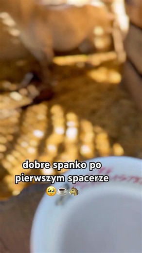 PIERWSZE WYJŚCIE ŹREBAKA I TAKA DRZEMKA 🥹 #konie #koń #stajnia #jazdakonna #źrebak #kucyk