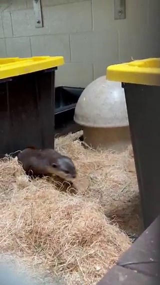 Munti & Flounder’s newest pups are doing well! Mom and dad have the “help” of older brothers Ripple, Puddles, Splash & Scuttle this time around!