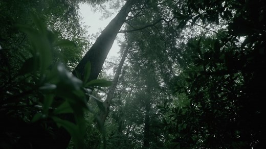 The Temperate Rainforest of The Appalachian Mountains