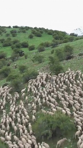 Experience true comfort and quality with glerups slippers – crafted with care for nature, animals, and people 🌱🐑 We work with ZQ-certified farmers to ensure sheep are treated with kindness and that natural resources are handled responsibly. Our products are made exclusively from natural materials, and we’re committed to ethical practices every step of the way. Combining comfort, craftsmanship, and conscience – our slippers are made for cozy moments, all year round 🌿 | glerups