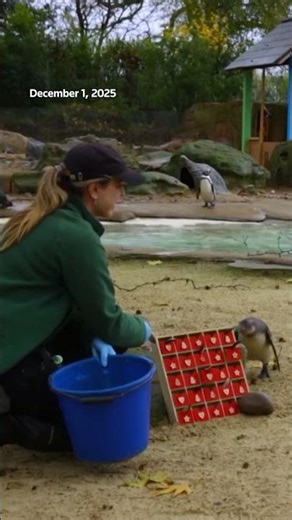 Humboldt penguins enjoy advent calendar treats