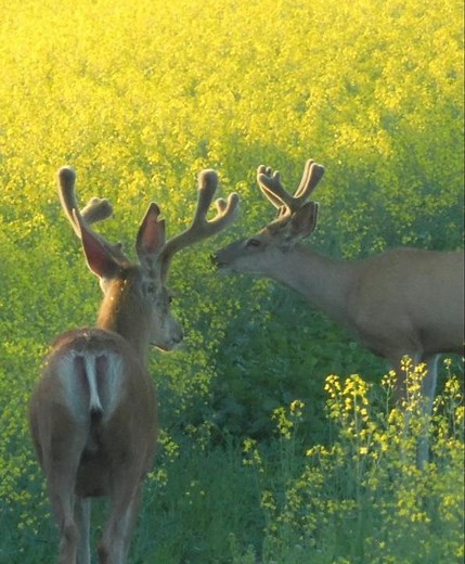 Find the Tail! Identify Mule Deer quickly