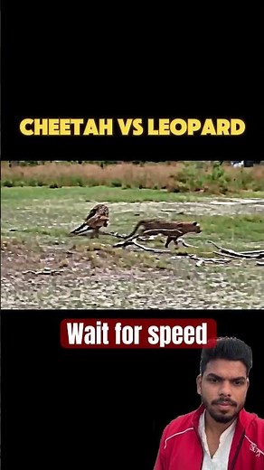 cheetah vs leopard #trending #animals #wildlife #cheetah #leopard #youtubeshorts #shorts