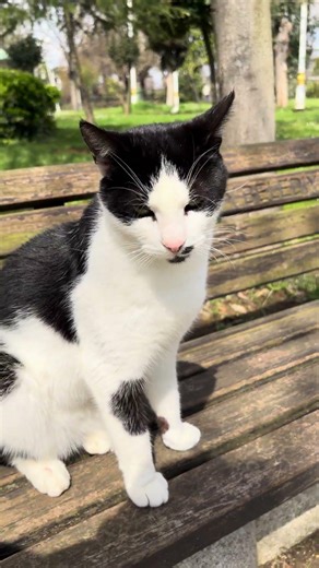 Cute cats living happily in the park. #shorts
