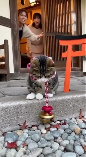 Cat Playing With a Collar Bell at the Door 😂🔔 | That Cat Universe #aishorts