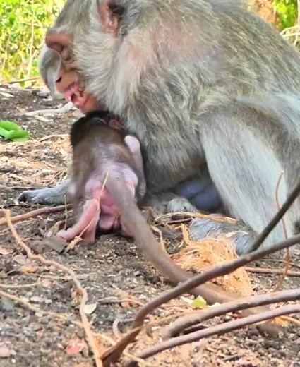 65K views · 757 reactions | Sad mother Charlina scared of young monkey showing scary face #babymonkey #cutebabymonkey #adorablemonkey #cutemonkey #videomono #monkeyaction #monkey #bbmonkey #human #apes | Baby Monkey | Facebook