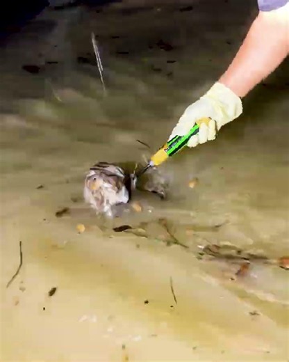 From Flooded to Clear Unclogging the Street Drain