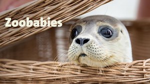 Alle Videos zu "Zoobabies" | Zoobabies