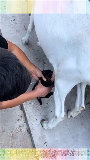 Unbelievable Love! Baby Puppy Thinks This Goat Is Its Mom 🐶🐐