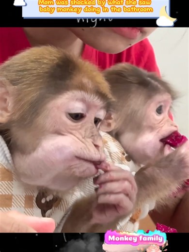 Mom was shocked by what she saw baby monkey doing in the bathroom #monkey #animals #babymonkey #animal #pets