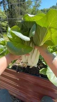 Bok Choy Harvest! When to Plant, How to Grow & Easy Ways to Use It #garden #shorts #gardentotable