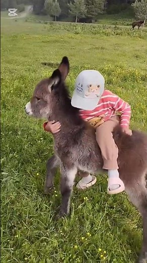 Adorable Baby Donkey Tries to Climb & Jump 🥹🐴 | Cute Farm Moment #shorts