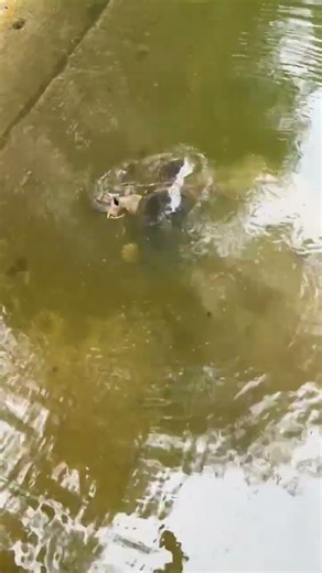 Pike fishing caught a huge snapping turtle #countrymusic #music #outdoors #water #snappingturtles