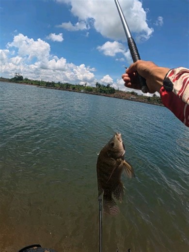 Trải Nghiệm Đập Vĩnh Sơn Tự Nhiên Có Rô phi 5kg ##huynhnhanfishing #moicaucakhochiu #cankoi #caucatunhien #cauca @Tú Rô Phi @Tú Rô Phi