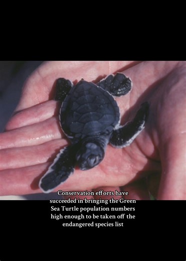 Green Sea Turtle Conservation Success in Florida