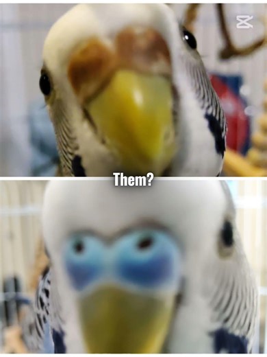 Scared of them? ( first video)