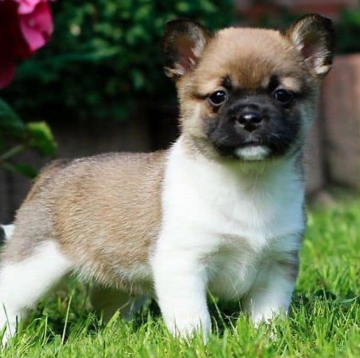 THE PORGIE: A Pug Corgie Breed — ILLUSTRATOR / WIZARD / WEIRDO