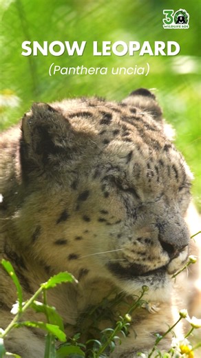 High in the Himalayas roams one of nature’s most elusive big cats — the snow leopard. Perfectly adapted to life in the cold, arid mountain ranges, these solitary felines rely on their thick, smoky-grey coats for camouflage and their powerful limbs for navigating steep, rocky terrain. As apex predators, they play an essential role in maintaining ecological balance, keeping herbivore populations in check and sustaining the fragile alpine food web. In India, snow leopards are found across Ladakh, H