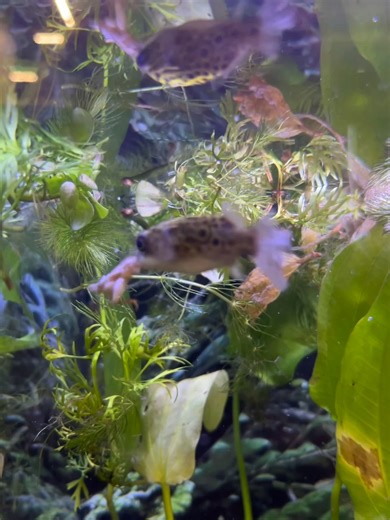 Leopard pufferfish  eat mostly snails  and small crustations呂, but they also enjoy a tasty cricket 聯 snack from time to time! These brackish water fish have so much personality and are a great fish to have! | Pet Supplies Plus - Greenville, NC | Facebook