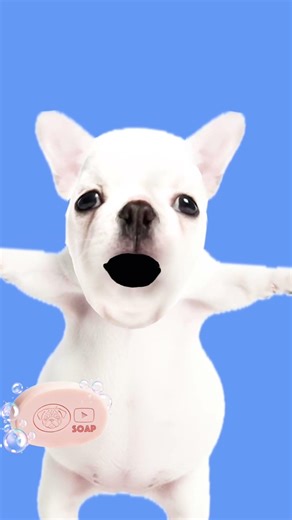 Pebble is dirty so I had to clean him