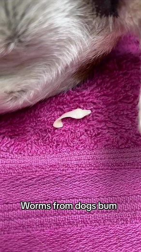 Protruding Worms: How to Treat and Remove Safely