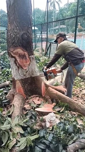Woodworking project Firewood processing tree feeling skills lumberjack #chainsaw #shorts
