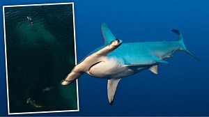 Perth divers swim with critically endangered sharks