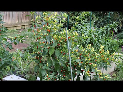 How To Grow Tabasco Peppers For BIG Yields