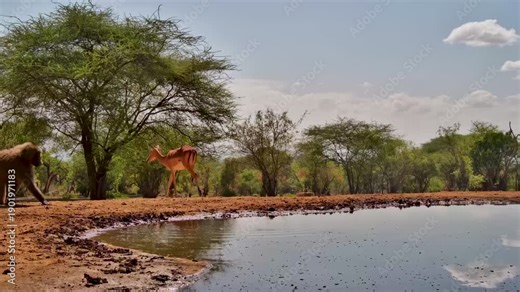 A large Chacma baboon and an impala share a scenic watering hole in Africa.