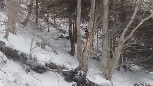 'Best evidence' of cougars spotted in Nova Scotia backyard
