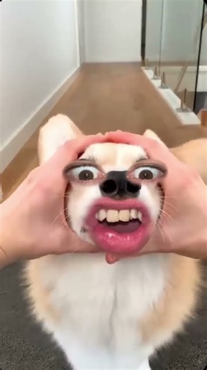 funny puppy dogs #mukbang #funny #mukbanghorfun #stitch