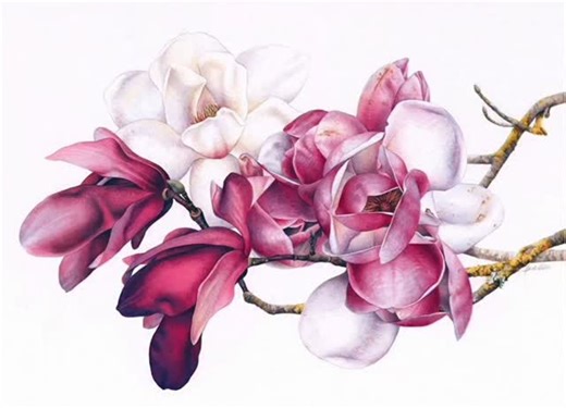 Magnolias are one of my favourite #painting subjects, and I realise it is far far too long since I worked with them! In my earlier days I was known for them, capturing their beauty many times over, I taught others how to paint them in workshops, and have an in depth #onlinepaintingtutorial covering them too... and i guess i needed a change that has gone on far too long! They are divine. Looking back at these works this morning, i wanted to share a few with you here. These are also some of my MOS