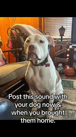 runs with scissors (@runswithscissors843)’s videos with original sound