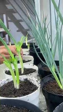 How to Grow Leeks | Easy Method for big Harvest #leeks #garden #vegetablegarden