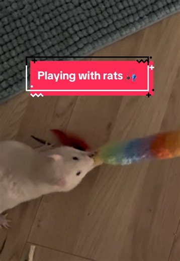 The Joy of Playing with Pet Rats: Meet Sternchen and Friends
