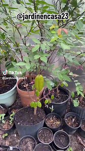 Ya no esperes años para tener árboles frutales en maceta #carambola #frutaestrella #tamarindo #carambolero #frutachina #tamarindoculi #plantas #jardin #jaridineria #jardinenmaceta | Jardinería en Casa