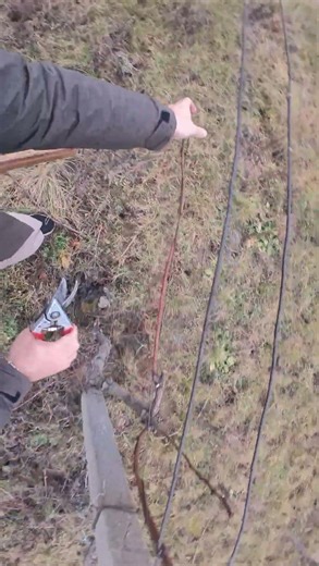 Vineyard pruning POV February 2026 ✂️🍇👀
