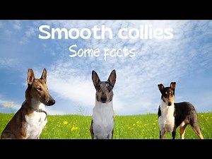 About smooth collies.