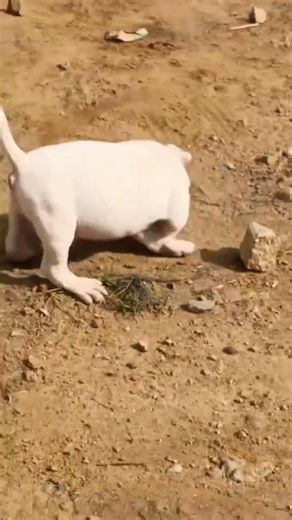 📞 8810623046 Extreme bone American Bully XL available Booking open#bully#pittbull#dogshop#petshop